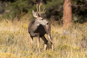 Mule Deer Buck in Rocky Mountain National part