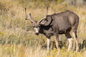 Mule Deer Buck in Rocky Mountain National part