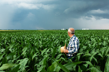 Naklejka na ściany i meble Portrait of senior farmer standing in corn field examining crop during rainy clouds.