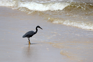 Black heron hunting on a sandy beach of the Indian ocean during low tide, picturesque tropical landscape. Wildlife of the Thailand coast