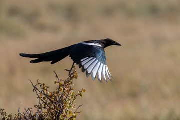 Beautiful Magpie in Rocky Mountain National park
