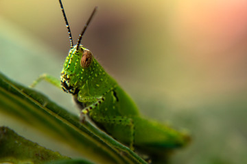 grasshopper on leaves in nature graden caelifera
