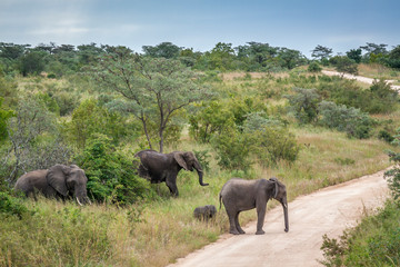 Fototapeta na wymiar African bush elephant in Kruger National park, South Africa