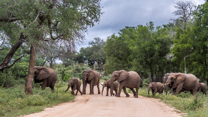 Fototapeta premium African bush elephant in Kruger National park, South Africa