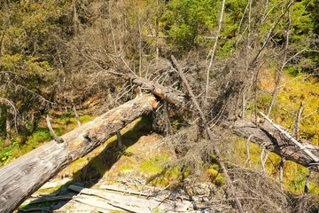 Naklejka premium stream in the forest