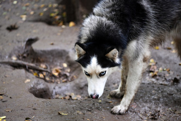 northern husky dogs in everyday life in a kennel in a park