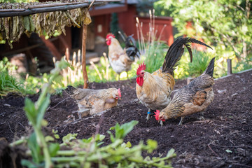 Rooster and chicken on farm. Poultry farming. 