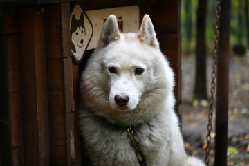 northern husky dogs in everyday life in a kennel in a park