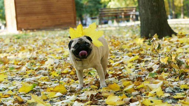 Funny pug dog pees on branch in the sunny autumn forest then rows and scratching the ground and yellow leaves in slow motion