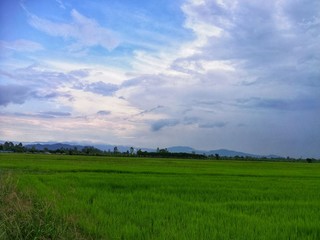 green rice field.Fresh green and beautiful cloud.