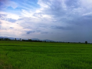 Obraz premium green rice field.Fresh green and beautiful cloud.