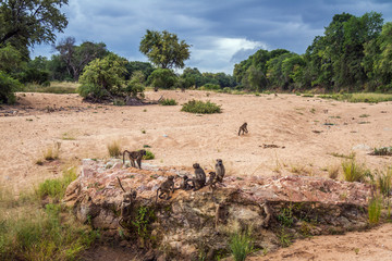 Fototapeta na wymiar Chacma baboon in Kruger National park, South Africa