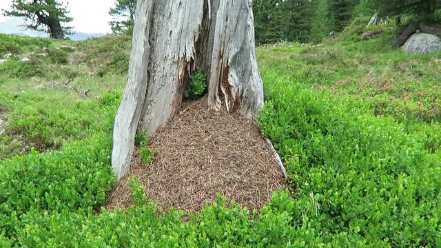 wood ants hill on dead tree trunk at alpine hiking trail in Tirol Austria. small blue berry bush growing.