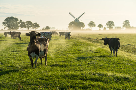 Cows in the Dutch countryside during a foggy morning.