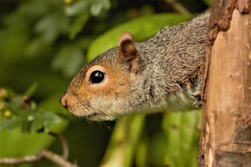 A female Eastern Grey Squirrel (Sciurus carolinensis) poking her head out from behind a tree.