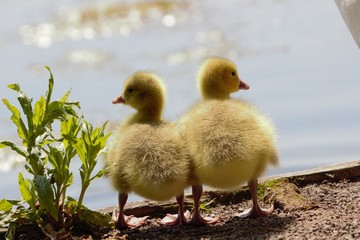A pair of Canada/Emden Goose hybrid goslings standing side by side