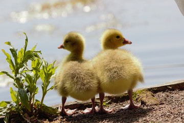 A pair of Canada/Emden Goose hybrid goslings standing side by side