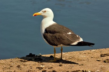 A Yellow-Legged Gull (Larus michahellis) standing at the lakeside.