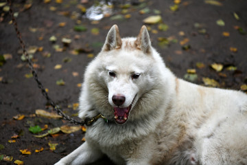 northern husky dogs in everyday life in a kennel in a park