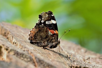 Under-wing shot of a Red Admiral (Vanessa atalanta) butterfly at rest on a tree stump.