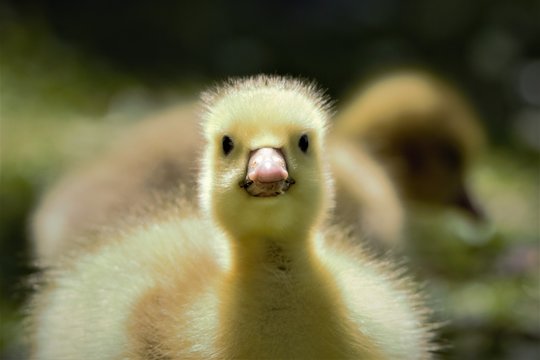Frontal head shot of a Canada/Emden Goose hybrid gosling
