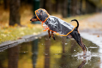 funny dog in a rain coat jumping in a puddle in autumn