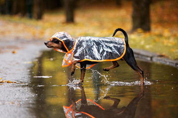adorable pinscher dog walking on a puddle in a rain coat