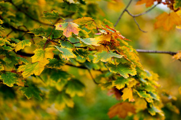 Green leaves of maple on a wood background.