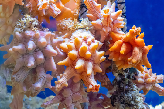 Colorful hoya (sea squirt) in the aquarium