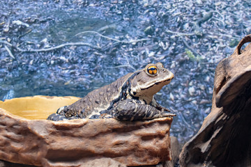The Japanese toad in his tub
