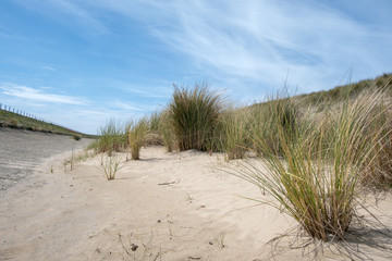 Fototapeta na wymiar Marram grass at the bottom of a sandy dike.
