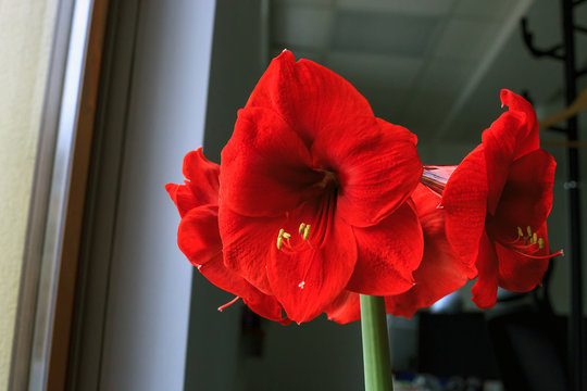Amaryllis flower close up. Hippeastrum near window
