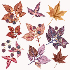 Autumn set of vector detailed leaves and berries