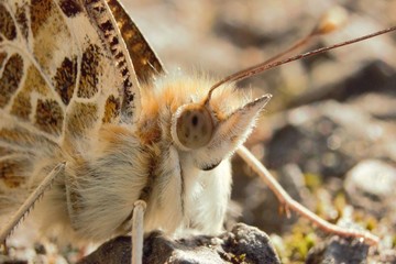 Close up shot of the head of a Painted Lady (Vanessa cardui) butterfly at rest  on tarmac.