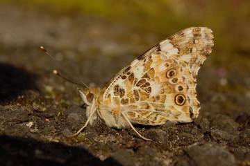Under-wing view of a Painted Lady (Vanessa cardui) butterfly at rest during sunset.