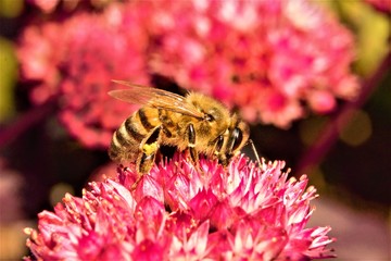 A European Honey Bee (Apis mellifera) pollinating a pink flower