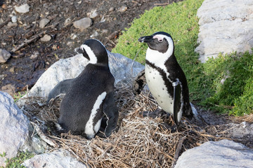 African Penguins (Spheniscus demersus) breeding pair at the nest, Stony Point Nature Reseve, Betty's Bay, South Africa