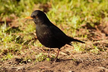 A male Common Blackbird (Turdus merula) with his crest raised