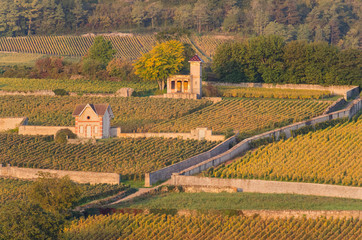 Des vignes automnales en Bourgogne. Des vignes en automne en Côte-d'Or. Les Rougeots à Meursault....