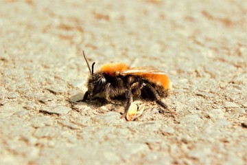 A female Tawny Mining Bee (Andrena fulva) taking a rest on the ground
