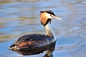 A Great Crested Grebe (Podiceps cristatus) floating on the lake's surface with head plumage drawn back.