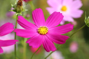 Cosmos flower in Okayama,Japan
