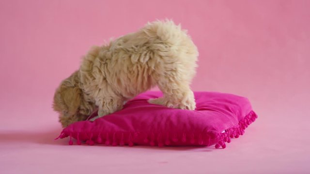 puppy dog is playing with a pillow on a pink background