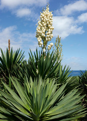 Wild giant dagger yucca plants blooming in the Azores at the coast by the atlantic ocean on a sunny day.