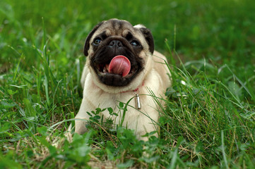 6 month old pug puppy lies on green grass in the meadow