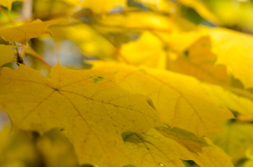 Yellow autumn maple leaves in the sun
