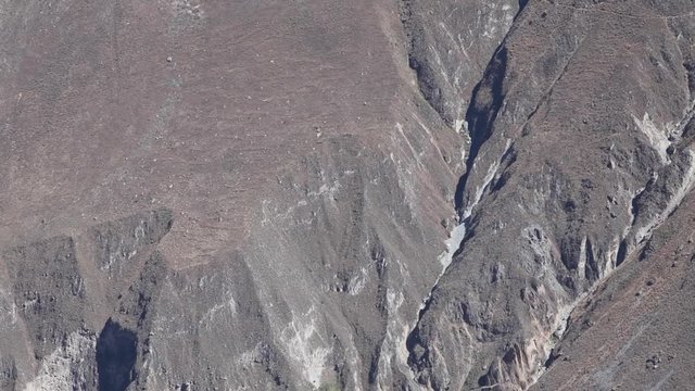 The Andean condor (Vultur gryphus) is a South American bird