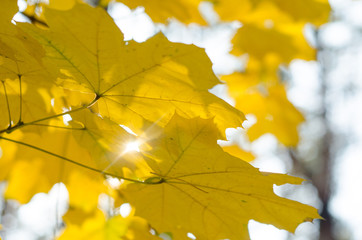 Yellow autumn maple leaves in the sun