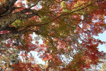 紅葉の風景