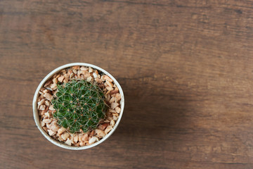 Top view of beautiful discocactus in the pot